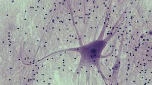 <p>what type of tissue is this?</p>