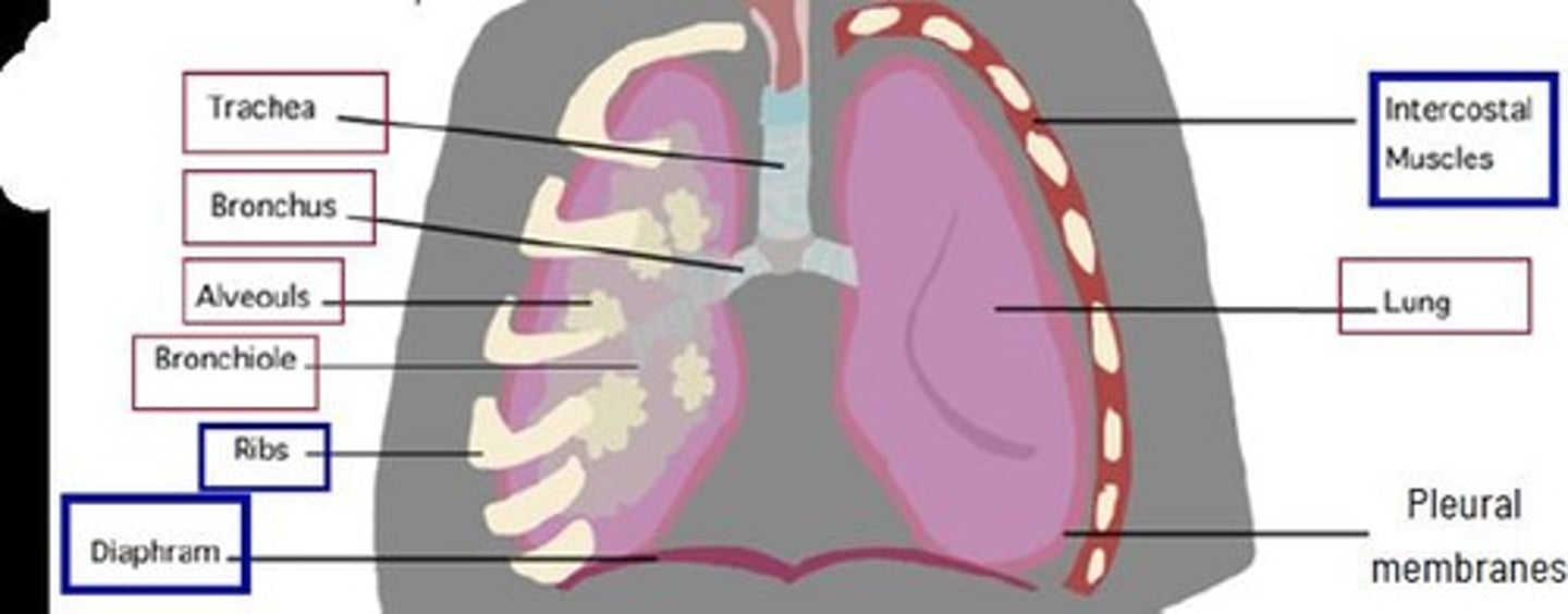 <p>They work antagonistically to control the movement of the ribs during inhalation and exhalation.</p>
