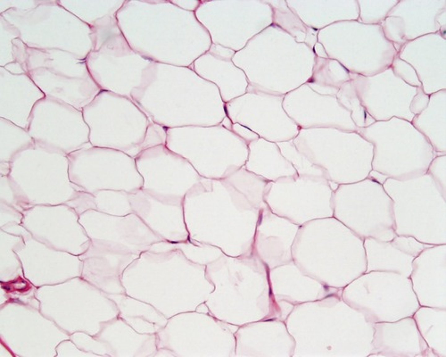<p>functions in storage of energy, insulation, and protection of organs; found under skin and surrounding organs</p>