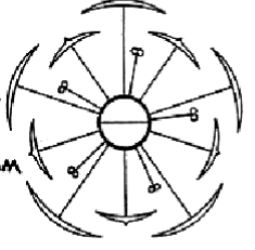 <ul><li><p>the stamens, petals, and sepals, should be attached directly to the carpels by lines</p></li></ul><p></p>