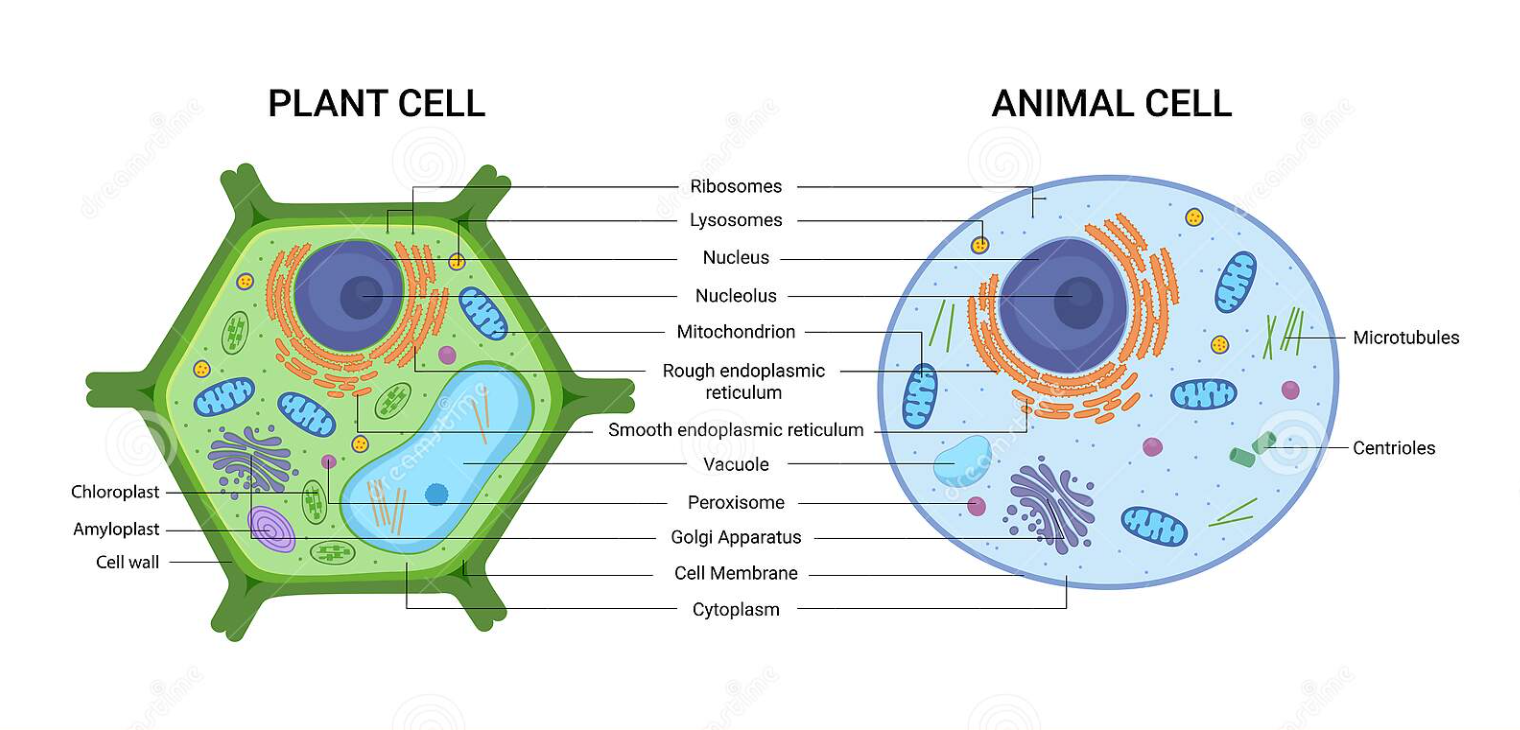 <p>golgi apparatus body </p>