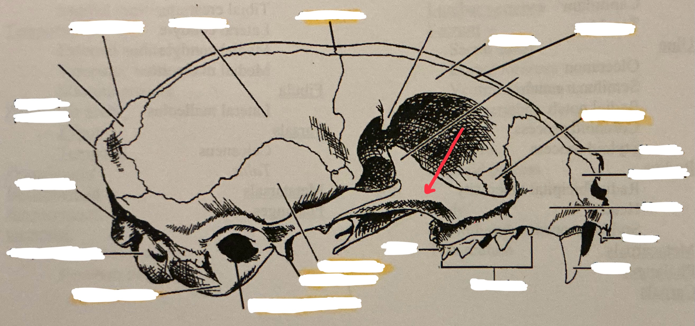 term image