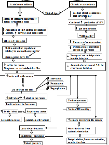 <p>Caused by<strong> sudden intake of excessive quantities of highly fermentable feeds</strong>. Process:</p><ol><li><p>increased production of VFAs → shifting proportion</p></li><li><p>pH drops, harming protozoa</p></li><li><p>shift in microbial population, increased lactic acid production and further decreasing rumen pH</p></li><li><p><strong>if there are no fibers i the diet: </strong>decreased salivation, rumination and regurgitation, decreased alkali in rumen, lactic acidosis</p></li></ol><p><strong>Consequences:</strong> metabolic acidosis, inhibition of breathing, lysis of gram-negative bacteria (release of endotoxins and histamine). Dehydration, hemoconcentration, diarrhea.</p>