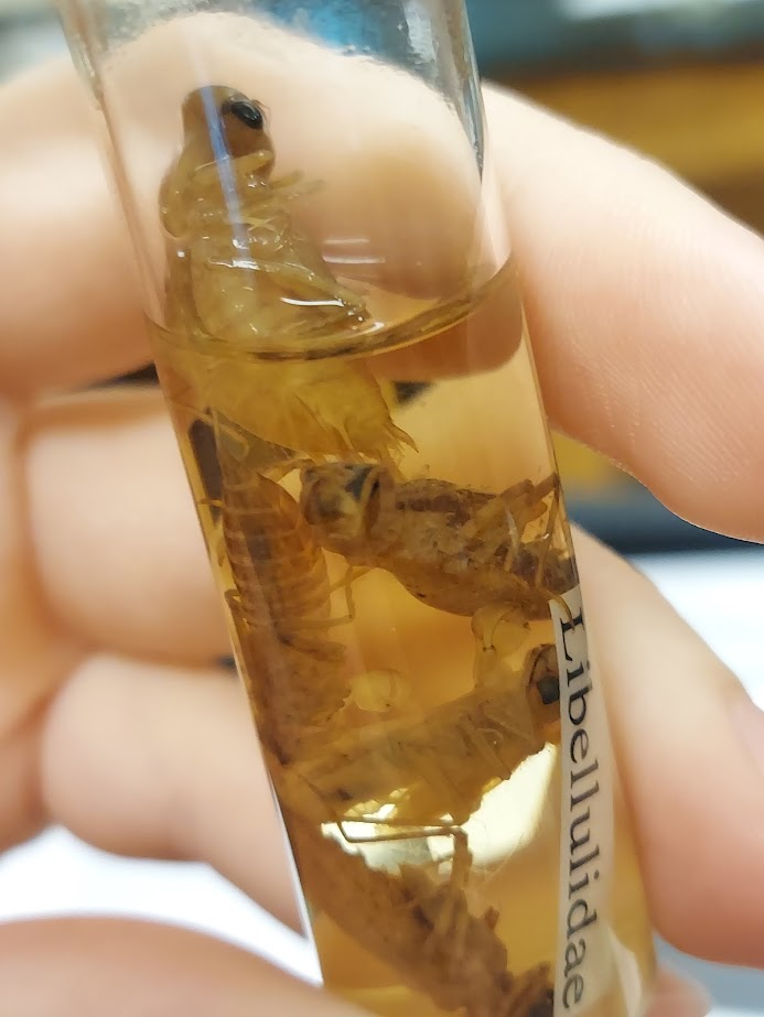 <p>Lateral spines as long or longer than spines on segment nine</p><p>Cupped mouthpart</p>