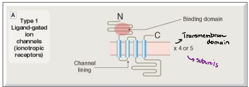 <p>"</p><ul><li><p>Ion channels with a ligand binding domain (extracellularly)</p></li><li><p>Involved in fast (millisecond) neutrotransmission</p></li></ul><p></p>