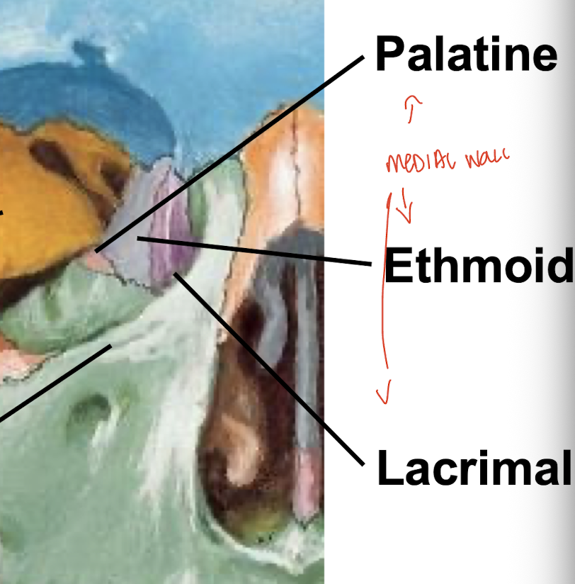 <p>Lacrimal bone, ethmoid bone, and palatine bone</p>