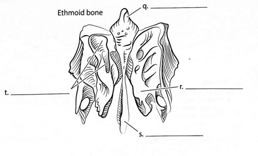 <p>ID → Superior Nasal Concha</p>