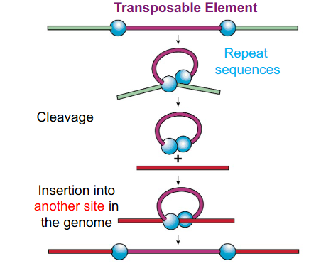 <p>DIAGRAM ON SLIDE 24</p>