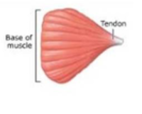 <p>pectoralis muscles</p>