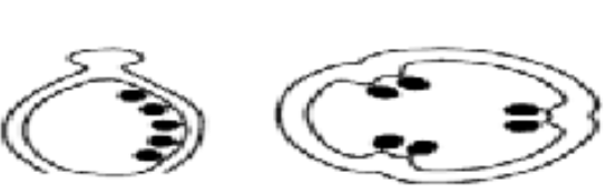 <p>determine the placentation</p>