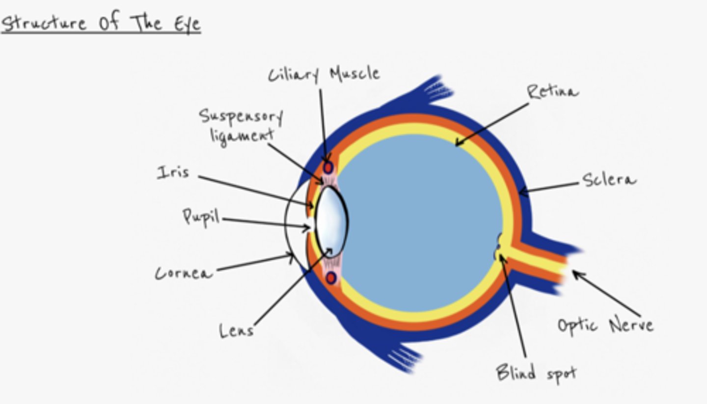 <p>stops light being refracted inside the eye</p>