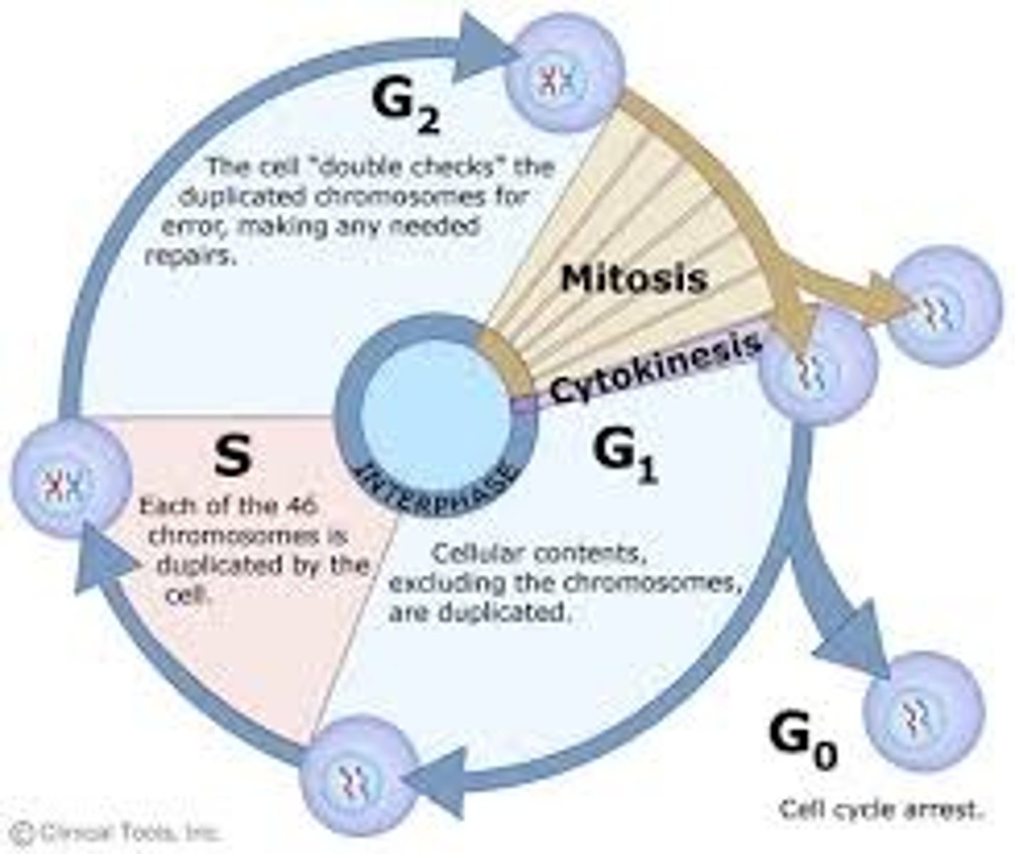 <p>The series of events that take place in a cell leading to its division and duplication. The main phases of the cell cycle are interphase, nuclear division, and cytokinesis.</p>