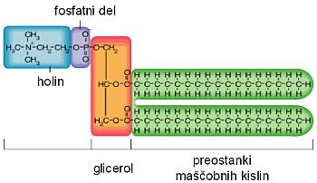 <p>Opiši fosfolipide.</p>