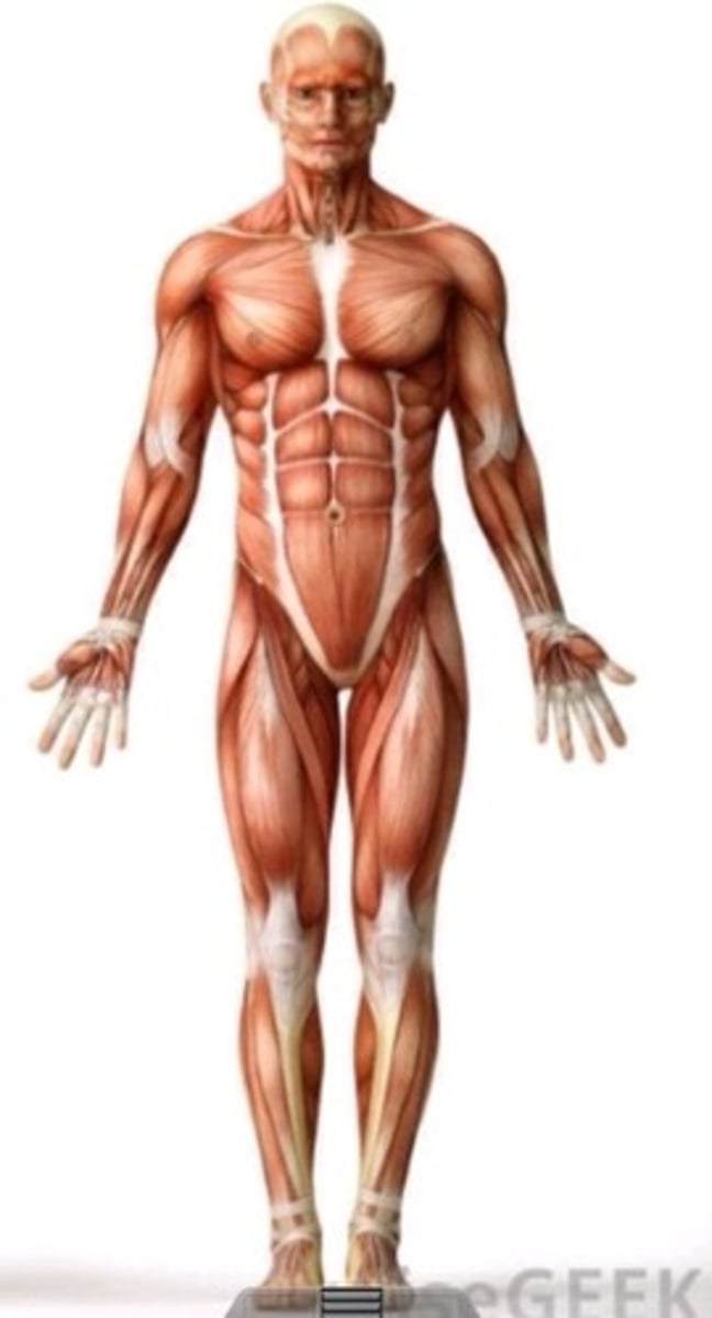 <p>Hands at the sides with palms facing forward and feet together</p>