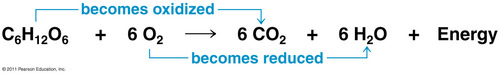 A chemical reaction involving the transfer of one or more electrons from one reactant to another; also called oxidation-reduction reaction