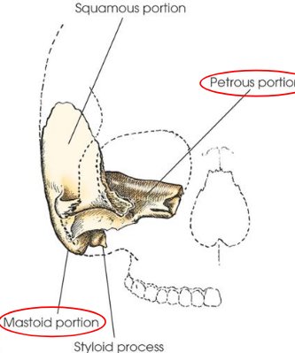 <ul><li><p>combines petrous and mastoid portions</p><ul><li><p>forms the inferior posterior part of the temporal bone</p></li><li><p>articulates with parietal bone at its superior border and with occipital bone at its posterior border</p></li><li><p>usually contains air cells, which vary greatly in size, number, and pneumatization</p></li></ul></li></ul><p></p>