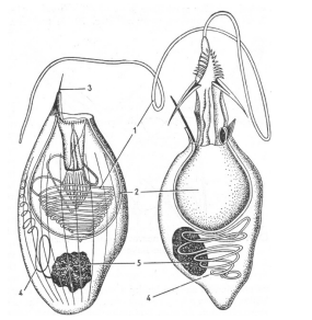<p>Penetrant v klidovém a vymrštěném stavu:</p>