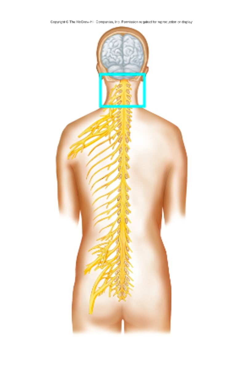 <p>What nerve plexus is the blue box surrounding?</p>