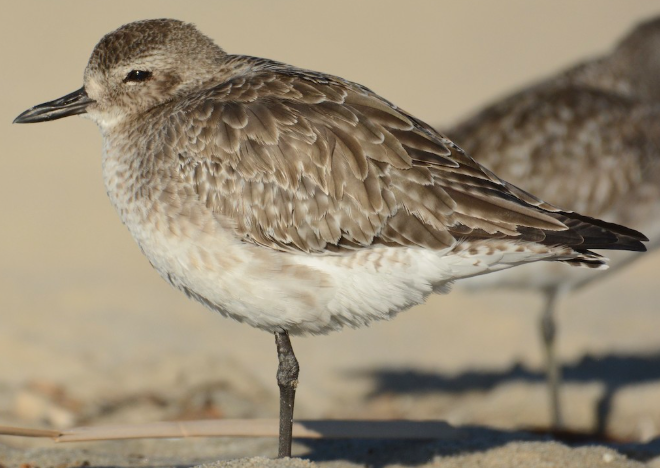 <p>What bird is this? </p>