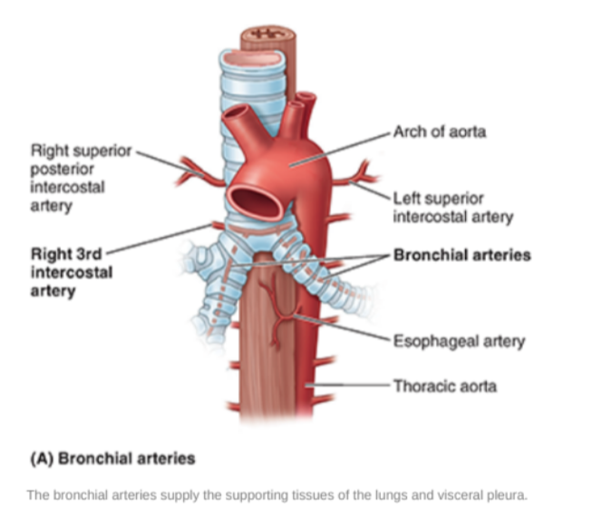 <ul><li><p>Along. with the veins form part of the nutritive system of vasculature of the lungs</p></li><li><p>Interconnect within the lung with branches of the pulmonary arteries &amp; veins</p></li><li><p>Originate from the thoracic aorta or one of its branches —</p><ul><li><p>A singular right bronchial artery normally arises from the third posterior intercostal artery</p><ul><li><p>Occasionally originates from upper left bronchial artery</p></li></ul></li><li><p>2 left bronchial arteries directly arise from the anterior surface of the thoracic aorta —</p><ul><li><p>Superior left bronchial artery arises — vertebral level TV</p></li><li><p>Inferior left bronchial artery arises inferior to left bronchus</p></li></ul></li></ul></li><li><p>They run on the posterior surfaces of the bronchi &amp; ramify in the lungs to supply pulmonary tissues</p></li></ul>