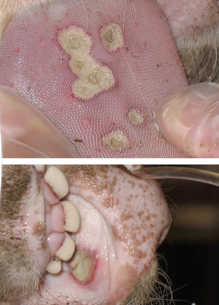<p>Lesions in the mouth, including papules and sores, which may lead to drooling and difficulty eating. Affected animals often show signs of discomfort or reduced appetite. </p><ul><li><p>anorexia</p></li><li><p>weight loss</p></li><li><p>mild fever </p></li><li><p>no overt systemic signs </p></li><li><p>buccal or nasal papules </p></li><li><p>hyperemic foci </p></li><li><p>usually heals within 3-5 weeks </p></li></ul><p></p>
