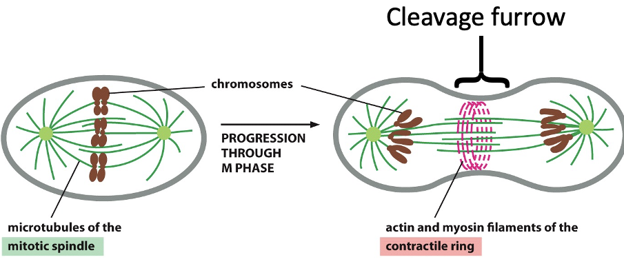 <p><span> </span>•<span> </span>Contractile ring of actin and myosin II forms.</p><p class="p1"><span> </span>•<span> </span>The ring contracts to form a cleavage furrow, splitting the cell.</p><p class="p1"><span> </span>•<span> </span>Integrins are phosphorylated, weakening cell attachment to the surface.</p>