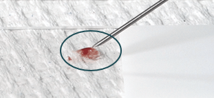 <p>Placing the sample onto the slide </p>