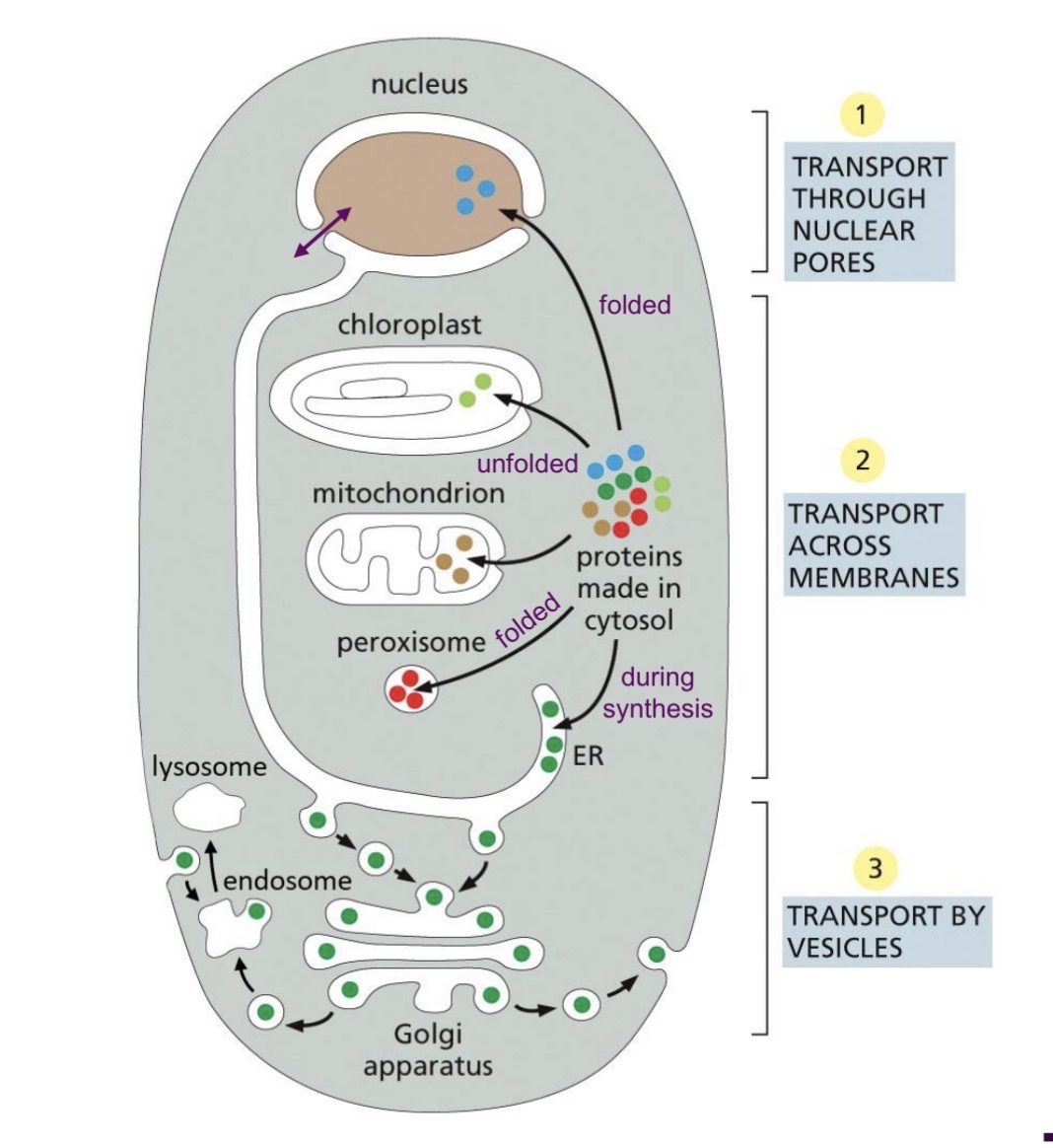 <p>Sorted by <span style="color: yellow;">signal sequence</span></p><ul><li><p>Part of AA sequence</p></li><li><p>Specifies desination — nucleus, mitochondria, ER, peroxisomes,</p><p>etc</p></li><li><p>Recognized by sorting receptors that take proteins to the destination</p><ul><li><p>Signals are very different</p></li></ul></li></ul><p></p>
