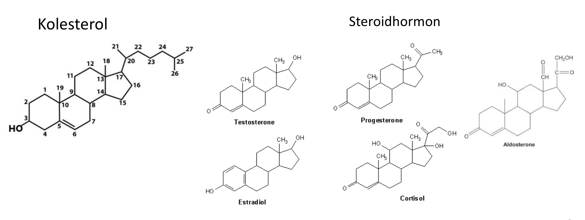 <p>De är lipider uppbyggda av 4 stycken <strong>kolväteringar</strong>. </p>