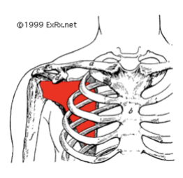 <p>Medially rotates the arm.</p>