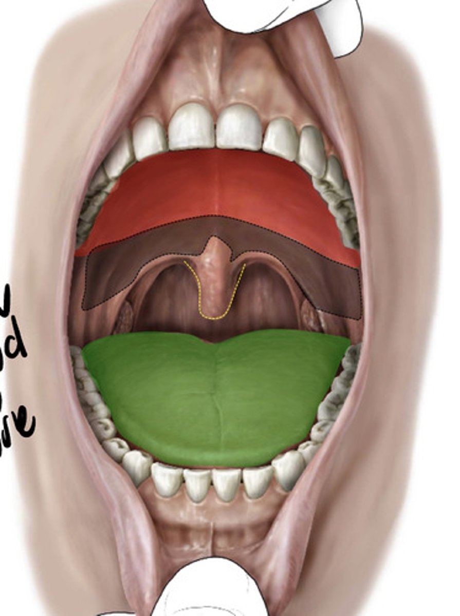 <p>roof: hard/soft palate</p><p>floor: anterior 2/3 of tongue</p><p>Lateral walls: cheeks</p>