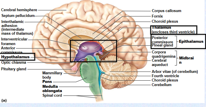 <p>(Thalamus) (Hypothalamus) (Epithalamus)&nbsp;</p><p>(3rd)</p>