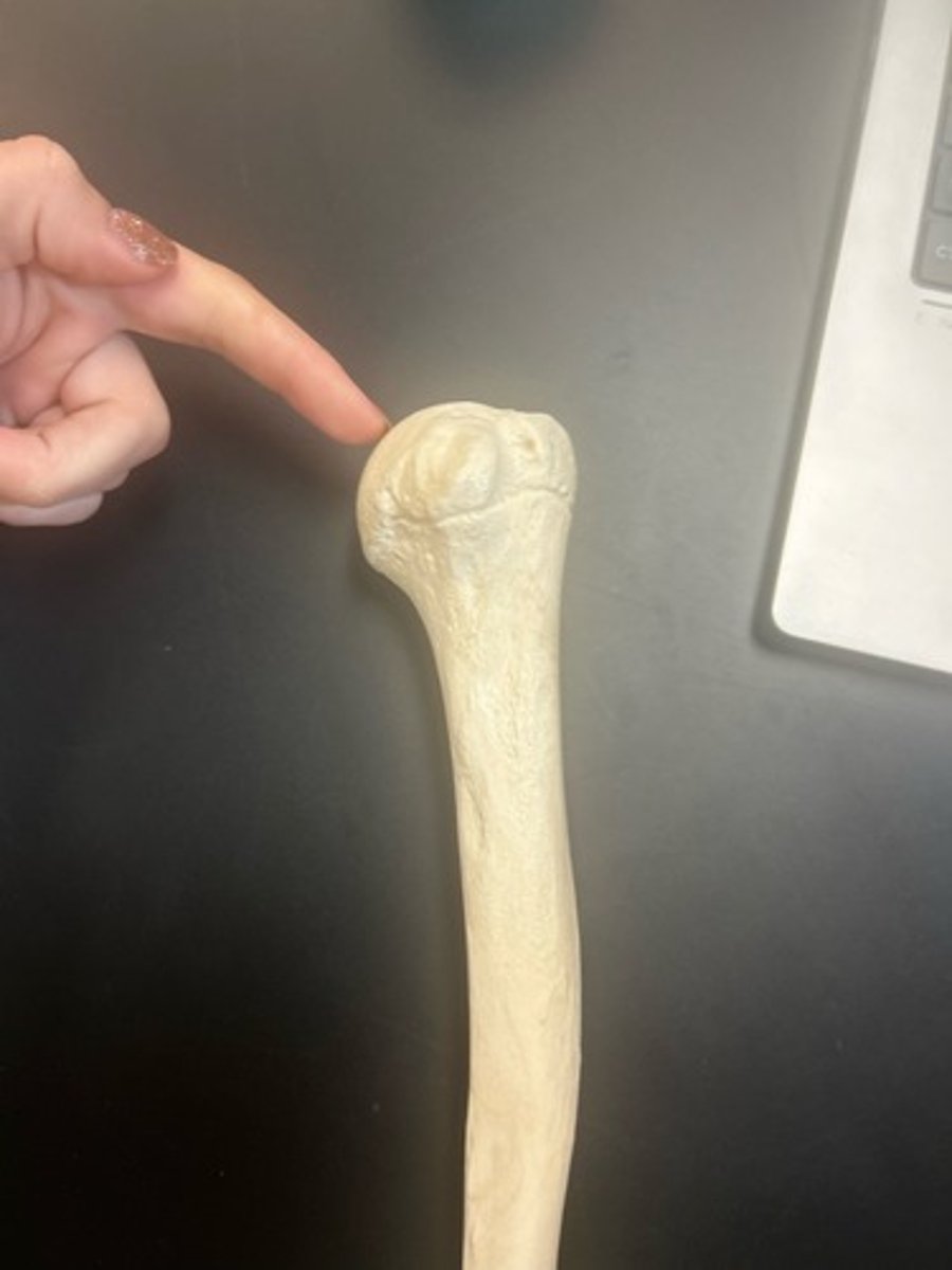 <p>name the bone</p>