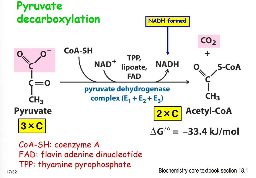 <ul><li><p>acetyl is converted to coa to create coenzyme coa (factor)</p></li><li><p>catalysed by pyruvate dehydrogenase complex</p></li><li><p>NADH is formed (2 electrons from pyruvate are transferred)</p></li><li><p>one co2 is released</p></li></ul><p></p>