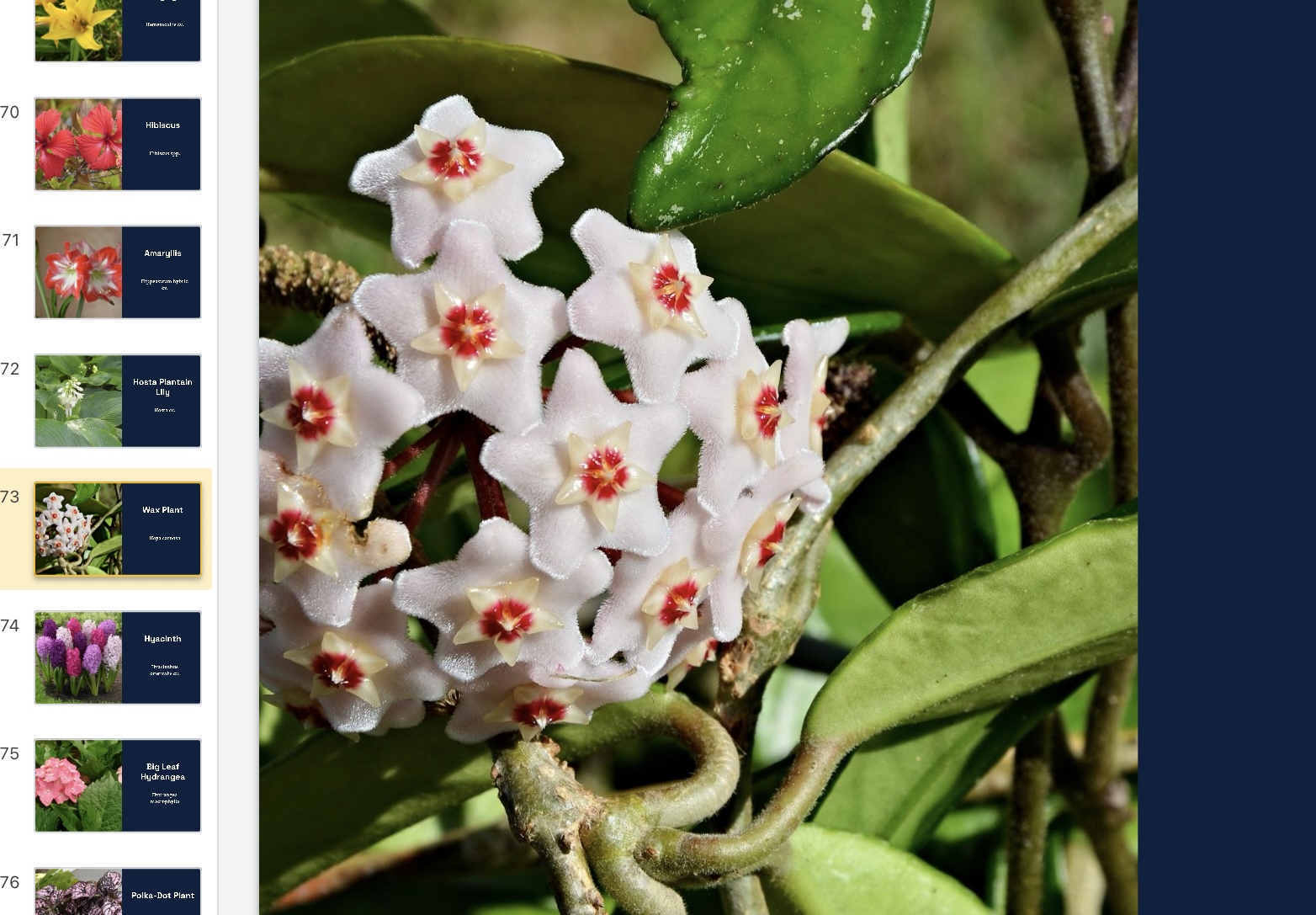 <p>Hoya carnosa </p>