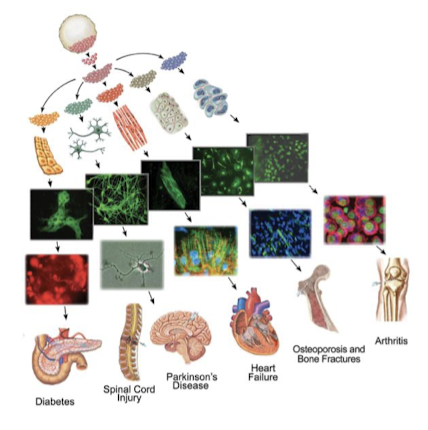<p>Almost all the cells in an organism are genetically identical. Differences between cell types results from differential gene expression, due to differences in the epigenome, differences in chromatin structure, and covalent modifications of the DNA. This is regulated at many stages.</p>