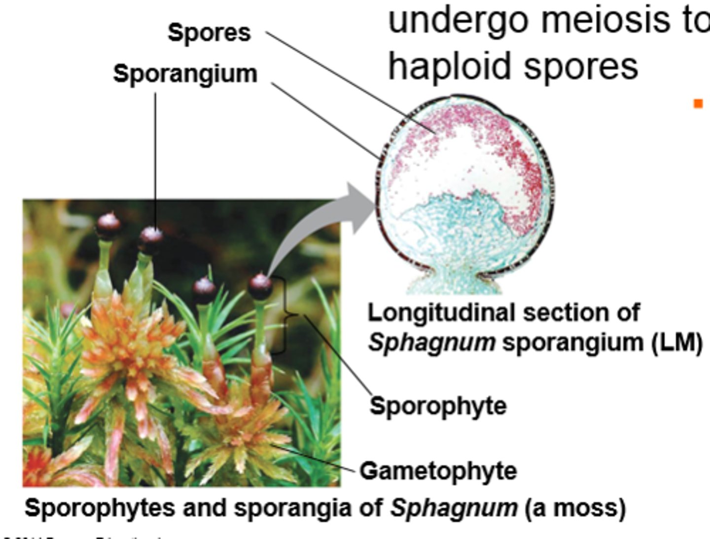 <p>adaptation</p>
