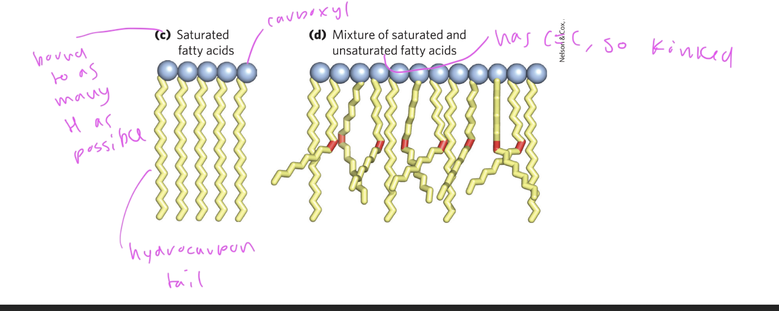 <ul><li><p>kinked due to C=C bonds, which also causes it to have fewer hydrogens, so&nbsp;“unsaturated”</p></li><li><p>monosaturated has one C=C bond in the chain, polyunsaturated has more than one double bond</p></li><li><p>double bonds are usually at positions C9,12,15</p></li></ul><p></p>