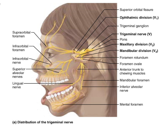 <p>what is component of <span><span>Cranial Nerve V – Trigeminal Nerve?</span></span></p>