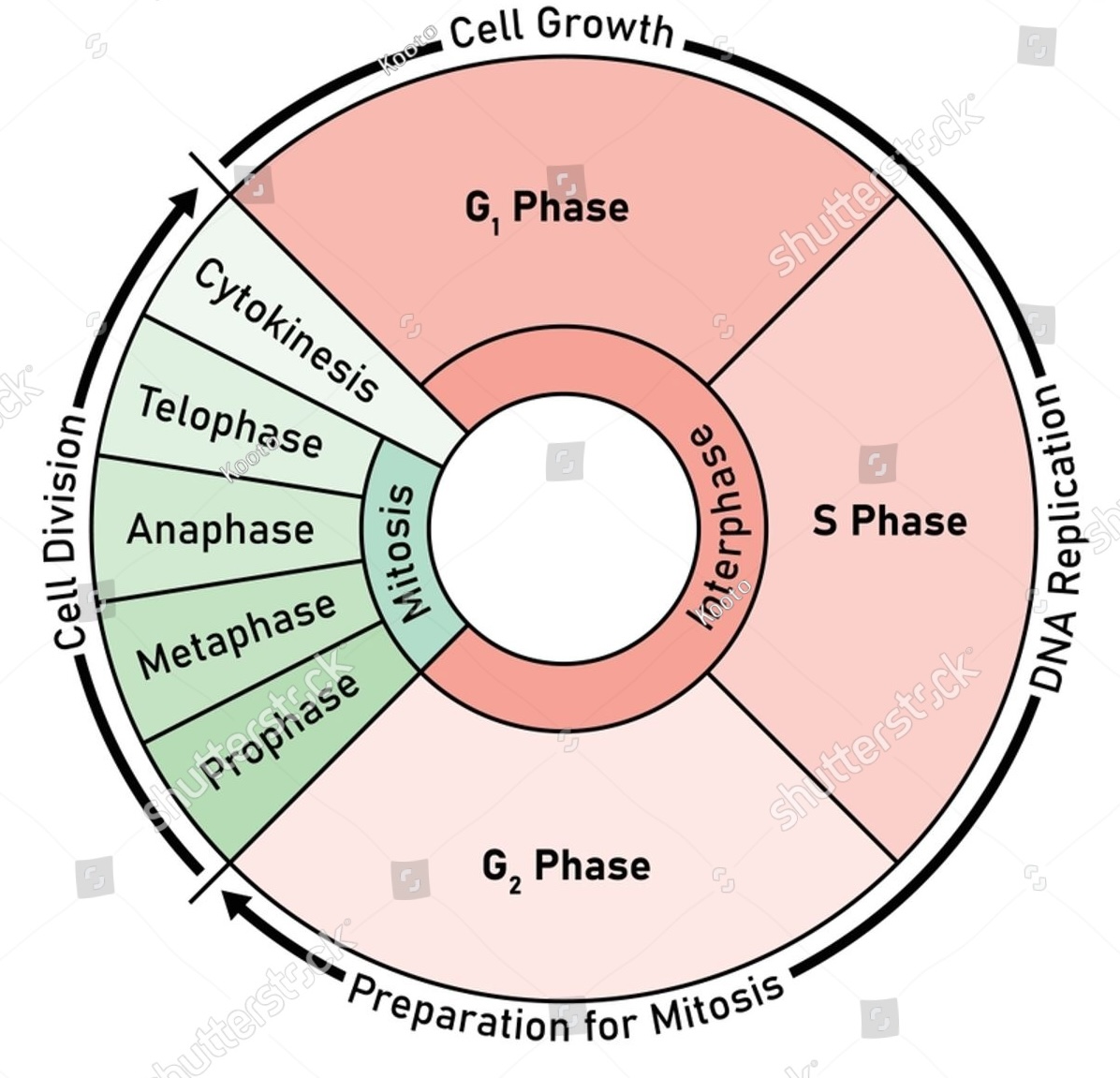 <p>interphase </p><p>prophase </p><p>metaphase </p><p>anaphase </p><p>telophase </p><p>cytokinesis</p>