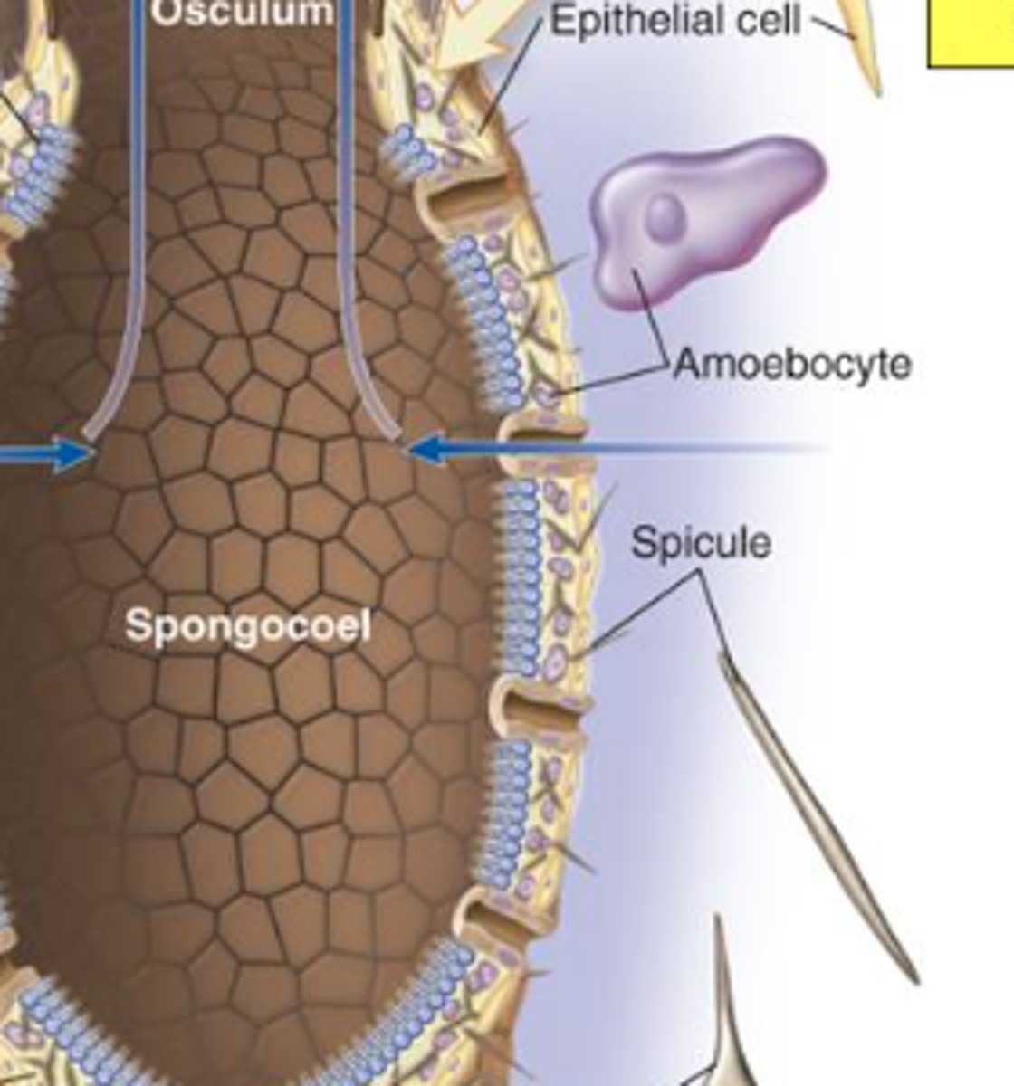 <p>digest and distribute food</p>