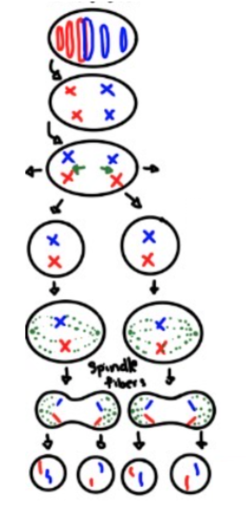 <p>Explain each step in meiosis </p>