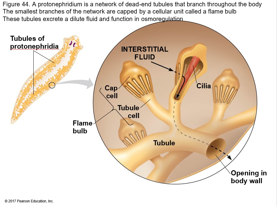 <p>What do protonephridia excrete?</p>