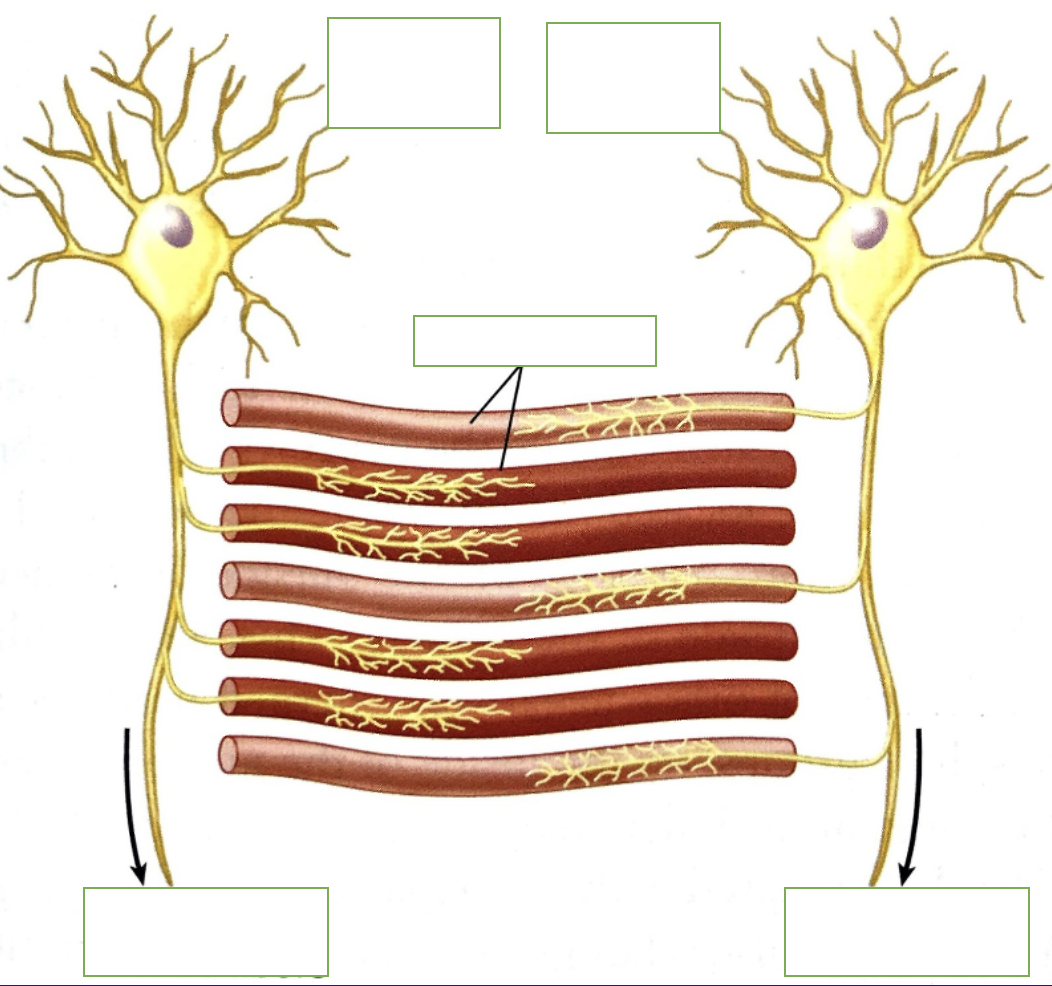 <p>label: motor neuron (2), muscle cells, to other muscle fibers (2) and function</p>