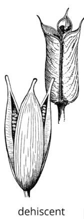 <p><span style="background-color: transparent;"><span>pericarp splits open at maturity to facilitate seed dispersal</span></span></p>