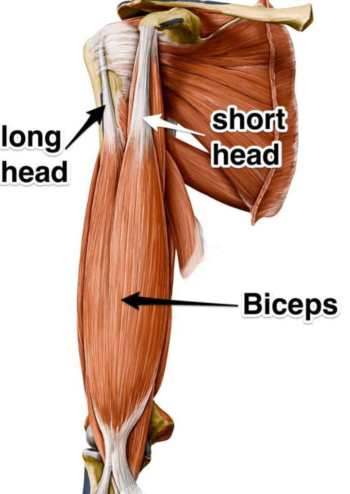 <p>Biceps brachii.</p>