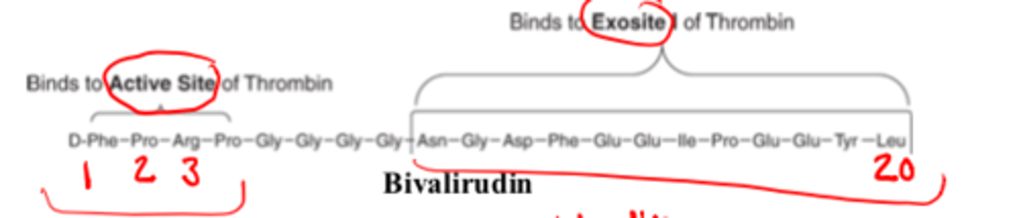 <p>- active site</p><p>- exosite</p>