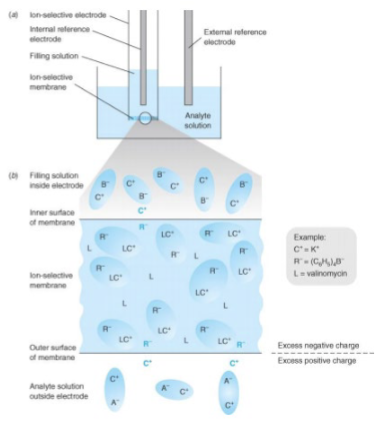 <ul><li><p>Two Broad Classes:</p><ol><li><p>Metal Electrodes</p><ul><li><p>they develop an electric potential in response to a <em>redox reaction</em> at the metal surface (i.e. Pt (inert))</p></li><li><p>Pt is what’s most commonly used</p></li><li><p>Purpose = to transmit electrons to or from species in solution</p></li></ul></li><li><p>Ion-Selective Electrodes</p><ul><li><p>selective binding of one type of ion to a membrane generates an electric potential</p></li><li><p><strong><u>DO NOT</u></strong> involve redox processes</p></li></ul></li></ol></li></ul><p></p>