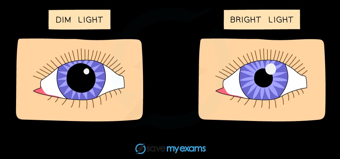 <p>Pupil changes size with light intensity</p>