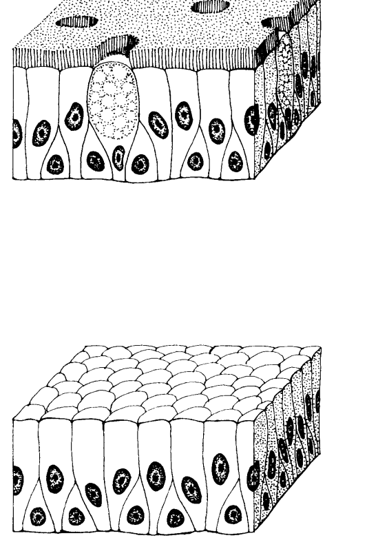 <p>Made up of closely packed cells that appear to be arranged in layers due to different sizes, but there&apos;s actually just one layer of cells.</p>